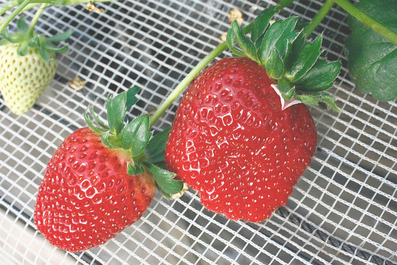 立派な王冠の黒苺