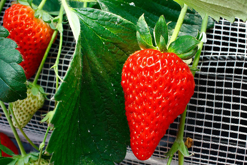 チーバベリーも有りますよ