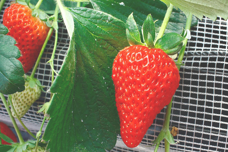 チーバベリーも有りますよ