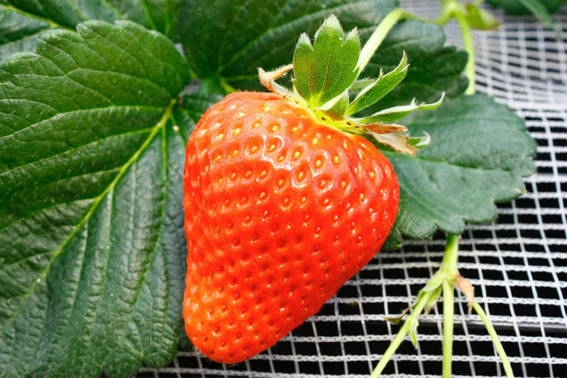 恋みのりは朱色で完熟