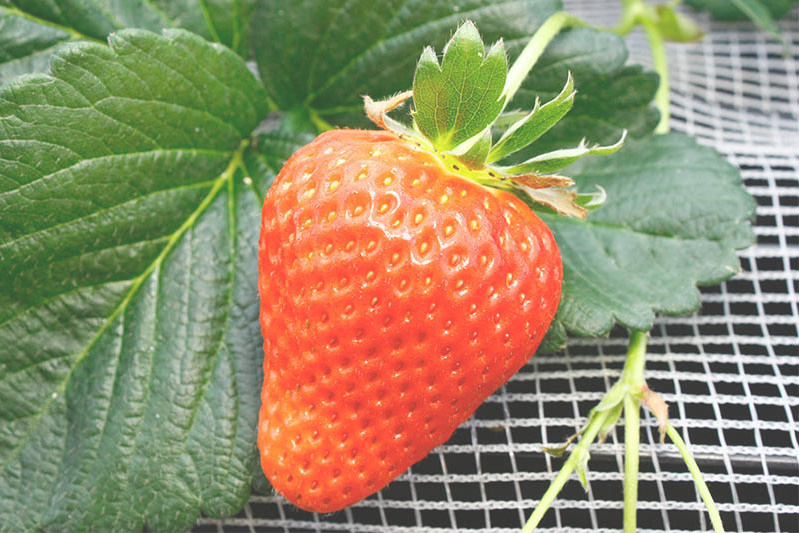 恋みのりは朱色で完熟