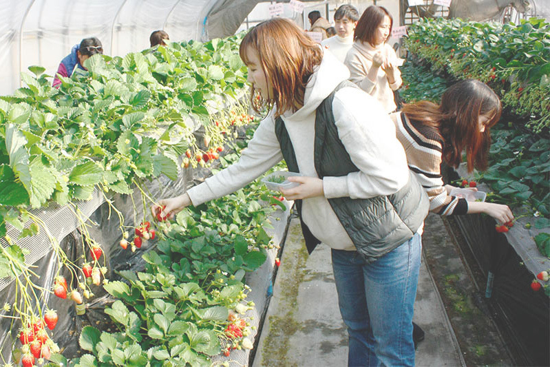 どの苺が美味しいかな〜