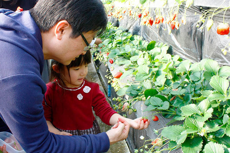 こうやって摘むんだよ