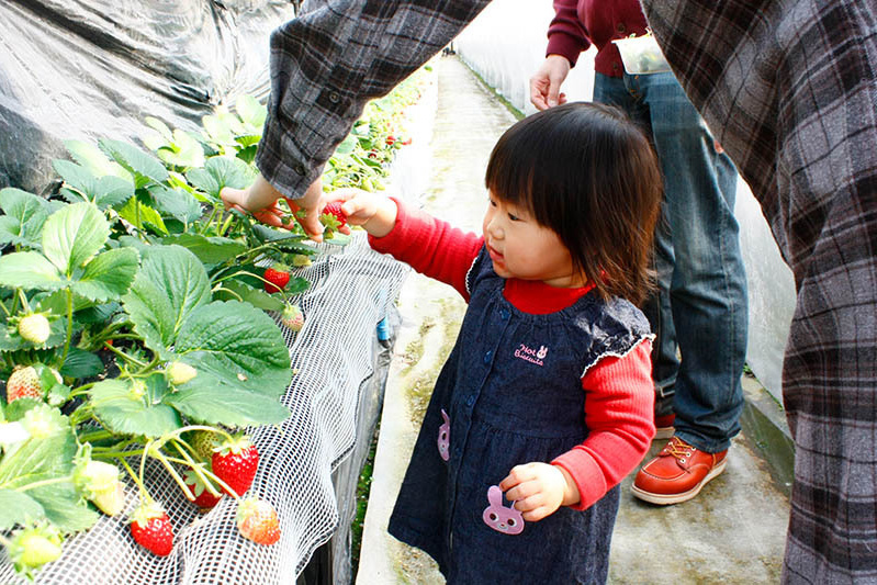 自分で摘んでみたいんだね