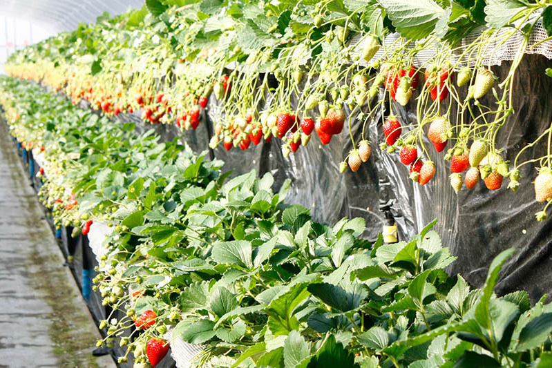 開園時のハウス内