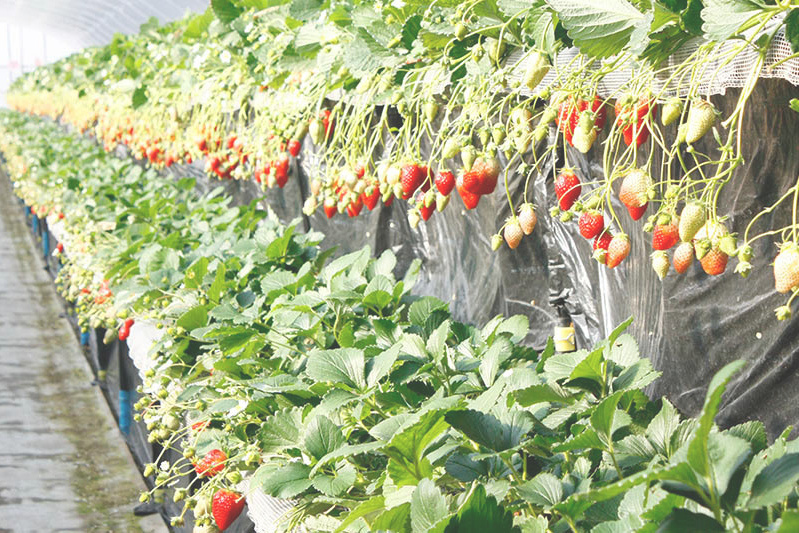 開園時のハウス内