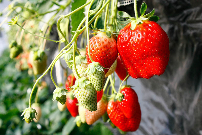 鈴なりのかおりの