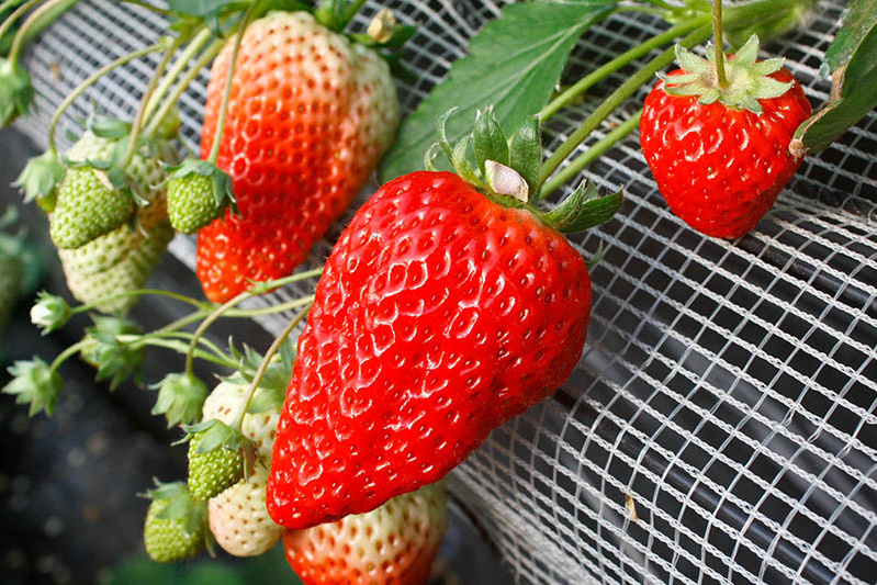 立派なべにほっぺも沢山