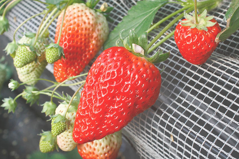 立派なべにほっぺも沢山