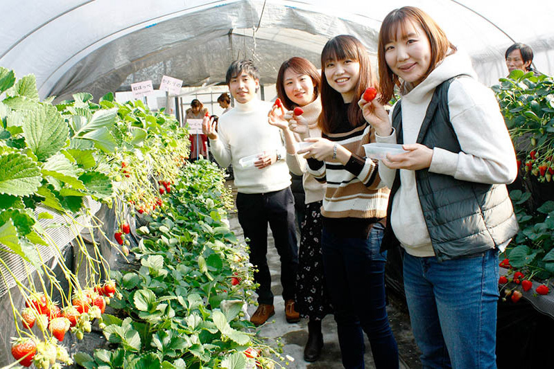 立派な苺もすぐ見つかりますね