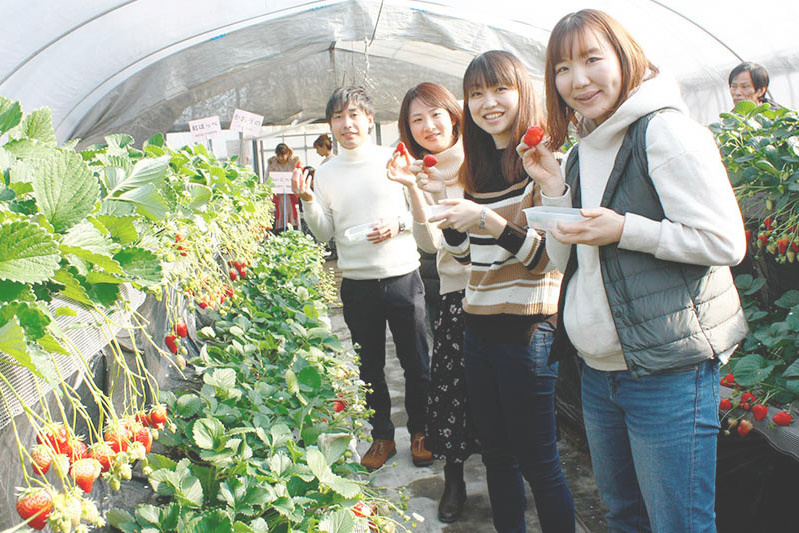 立派な苺もすぐ見つかりますね