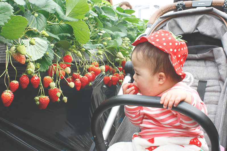 勧められてご来園だそうです