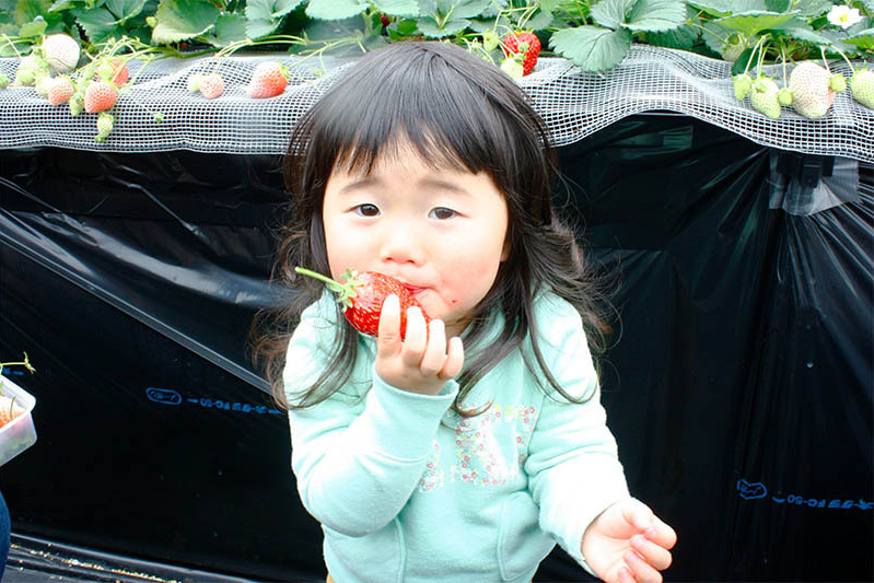 自分で摘んでみたいんだね