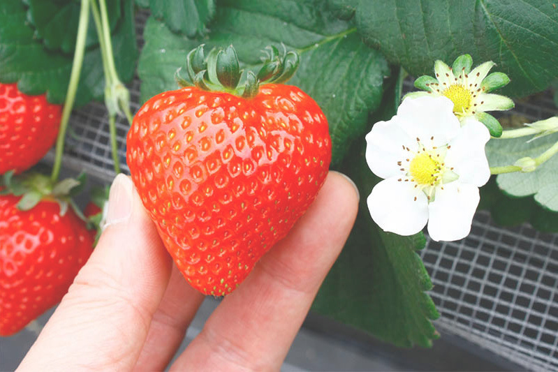 開園時のハウス内