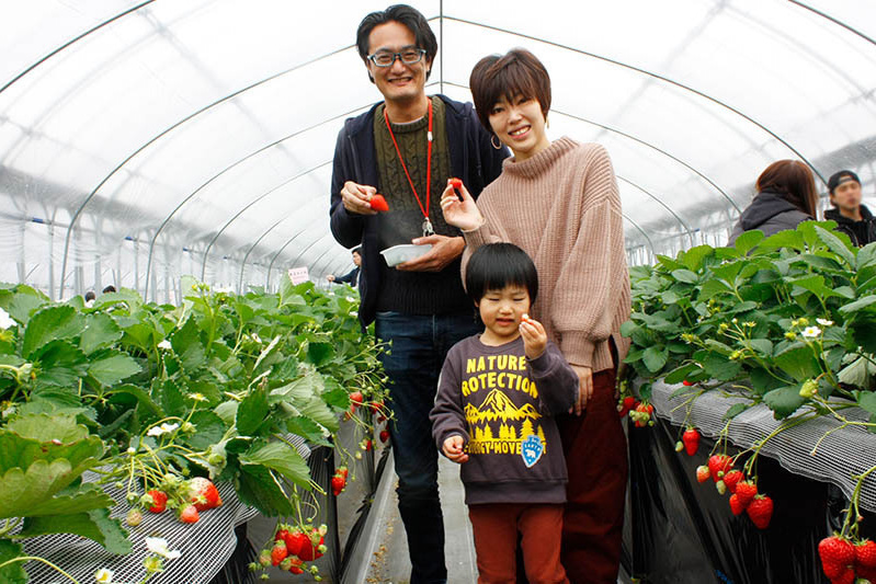 立派な苺もすぐ見つかりますね