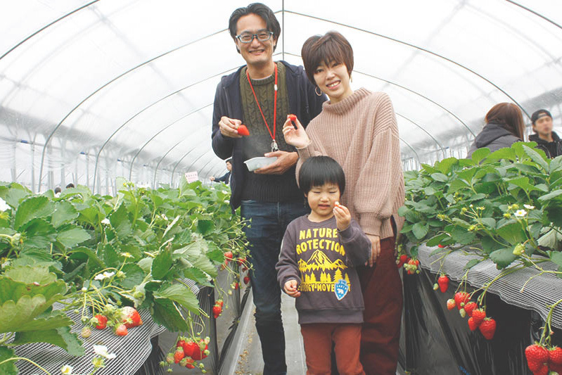 立派な苺もすぐ見つかりますね