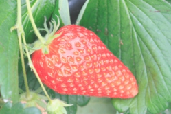 葉っぱに隠れた所にもおいしい苺が