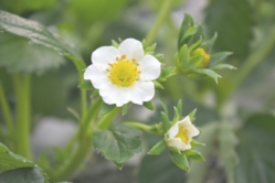 ふさのかの花