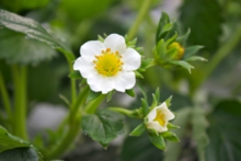 ふさのかの花