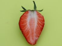benihoppe_20120425_7142.JPG