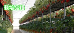 栽培品種