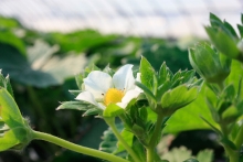 花が段々と咲いて来ました