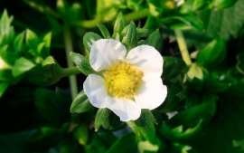 イチゴの花