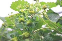 花から緑色の苺の実になったところ