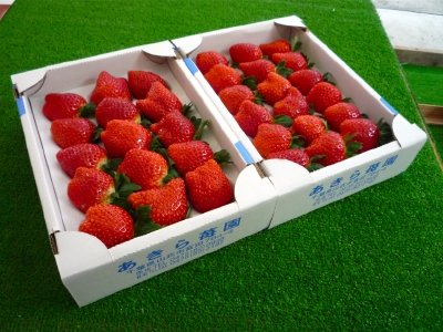 きれいに並べた箱売り苺