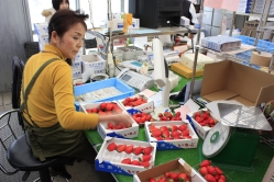 毎日箱詰め作業に大わらわ