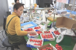 毎日箱詰め作業に大わらわ