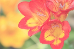ハウス脇には奇麗な花が咲いてます