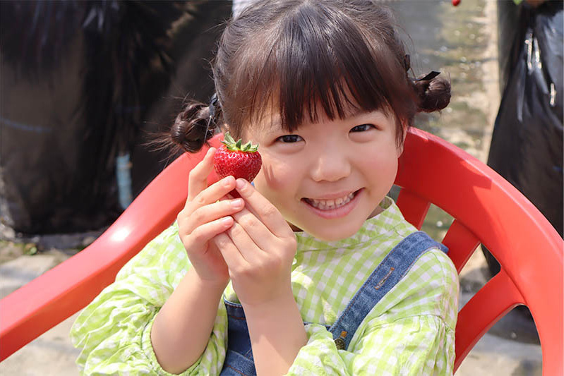 あきらいちご園苺狩り4月
