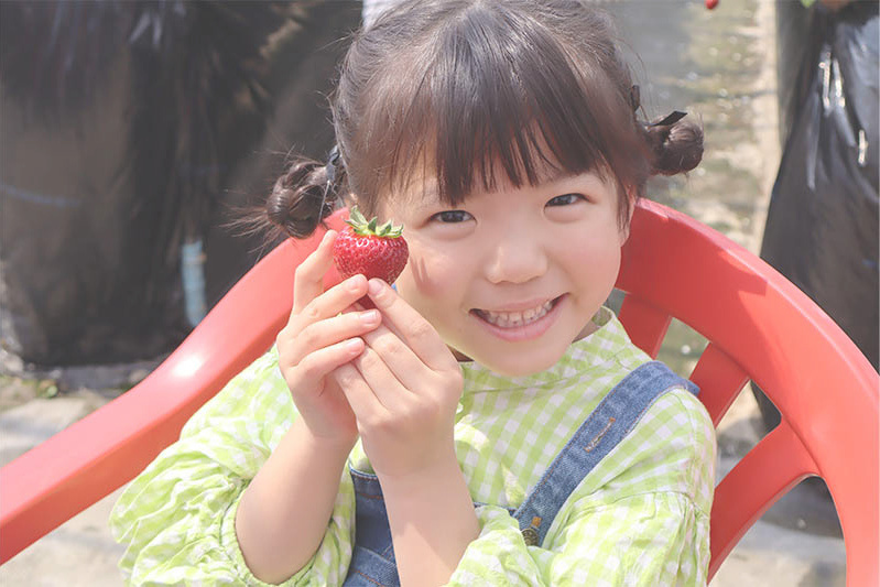 あきらいちご園苺狩り4月