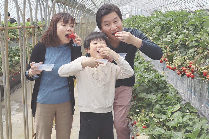 あきらいちご園苺狩り4月