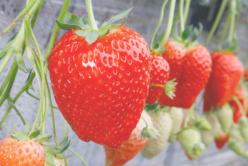 ツヤツヤ完熟苺がたくさん