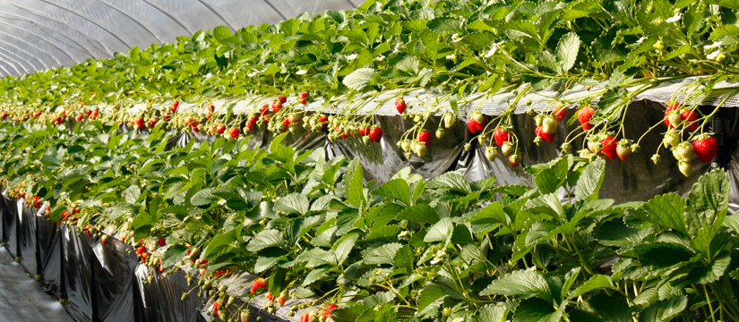 ◎苺を摘みやすい２段式の高設栽培の苺園です