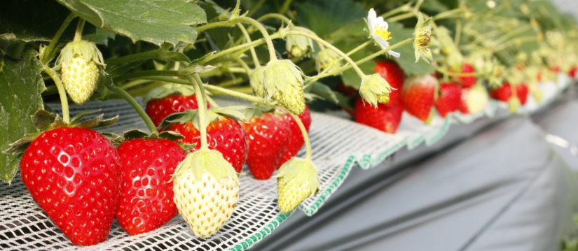 ◎真っ赤な「紅ほっぺ」も人気の品種です