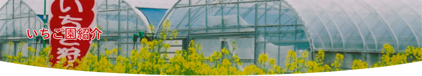 いちご園紹介