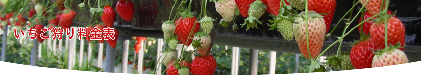 いちご狩り料金表