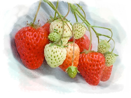 緑から白っぽくなり、順番に真っ赤になっていく苺