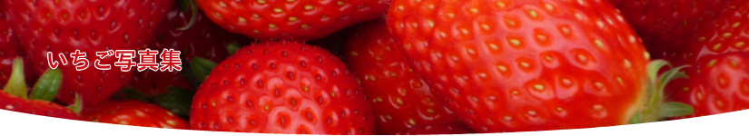 いちご狩り料金表