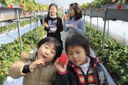 手のひらくらいある苺