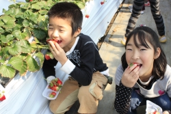 おなかいっぱい苺を食べちゃったね