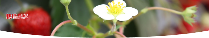 いちご狩り料金表