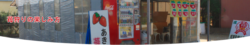いちご狩り料金表