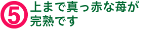 5.上まで真っ赤な苺が完熟です