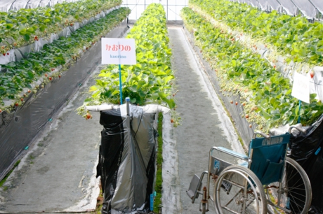 車椅子と高設栽培のハウス
