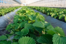 すくすく育つ苺の苗