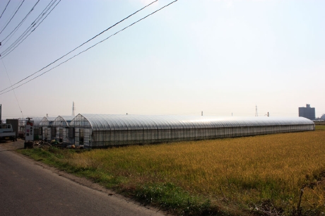 いちご狩りのハウス